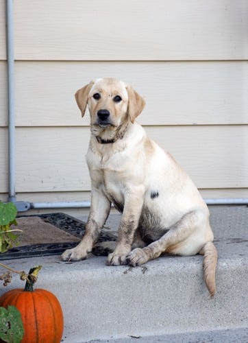 Clean up after dirty pets with Scrubbing Bubbles® cleaning product and deordorize at the same time! Scrubbing Bubbles uses include cleaning after your dirty pets