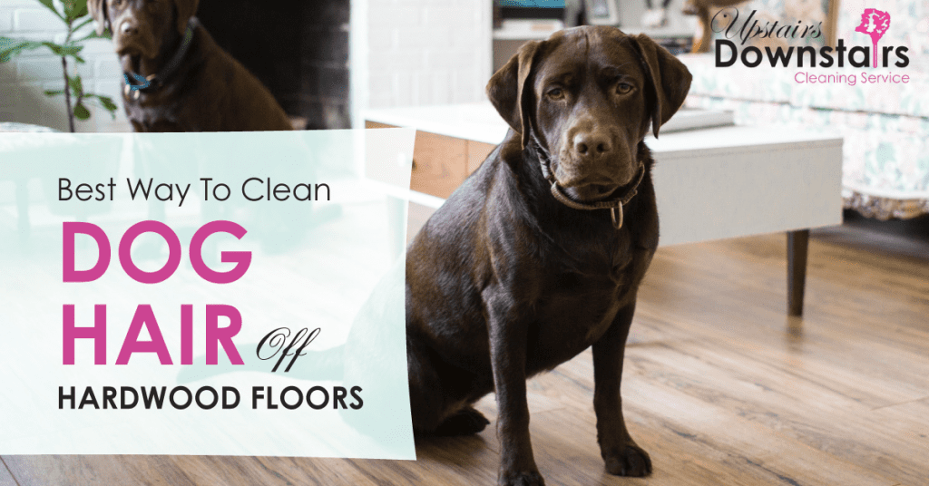 best way to clean dog hair 2