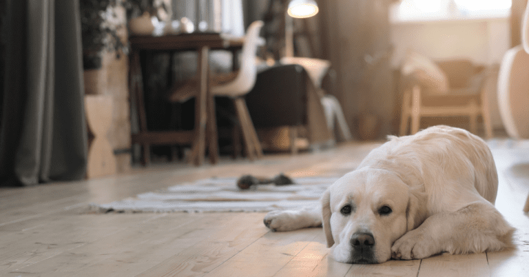 dog hair hardwood floor